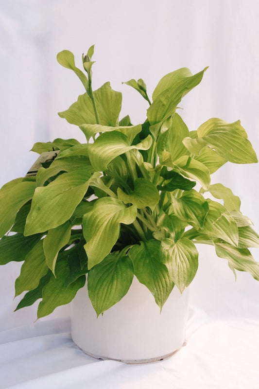 August Moon Hosta - LandscapeDirect