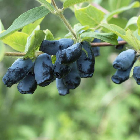 Aurora Honeyberry - LandscapeDirect