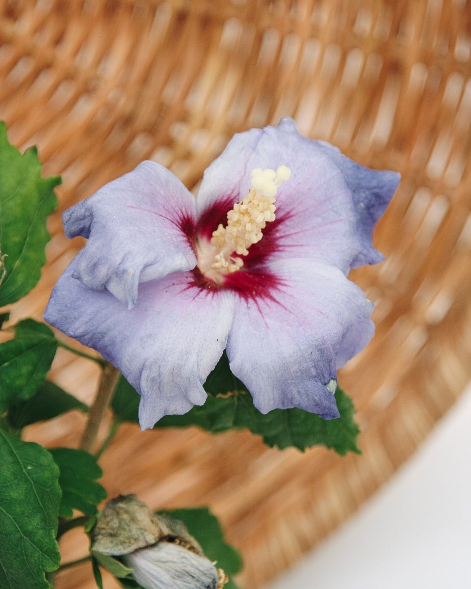 Azurri Blue Satin Rose of Sharon - LandscapeDirect