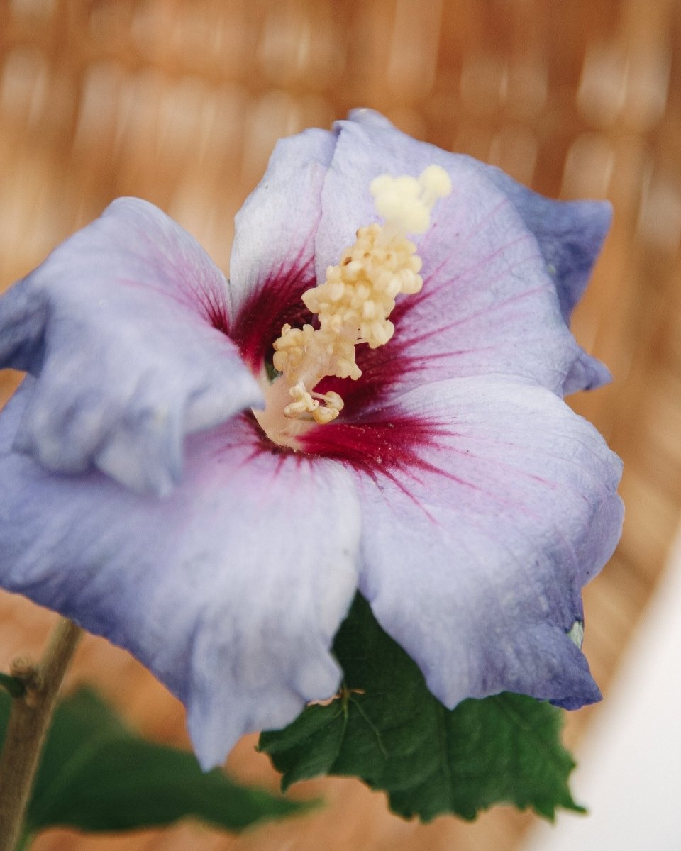 Azurri Blue Satin Rose of Sharon - LandscapeDirect