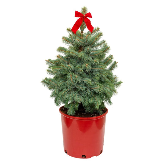 Baby Blue Colorado Spruce - Decorative Pot - LandscapeDirect