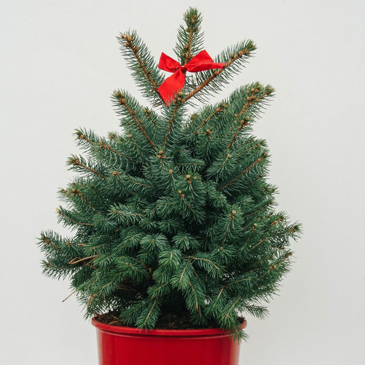 Baby Blue Colorado Spruce - Decorative Pot - LandscapeDirect