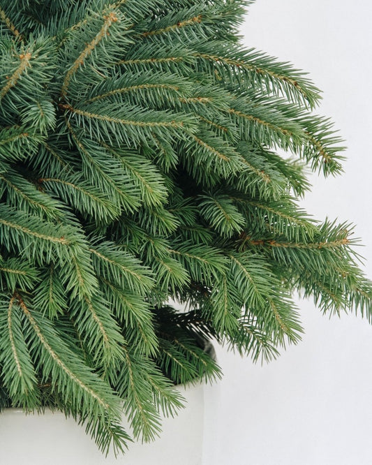 Baby Blue - Spruce - LandscapeDirect