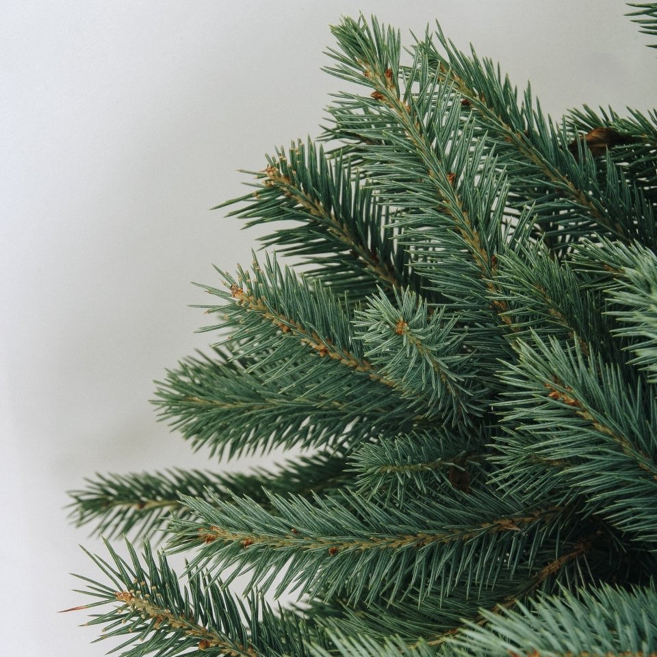 Baby Blue - Spruce - LandscapeDirect