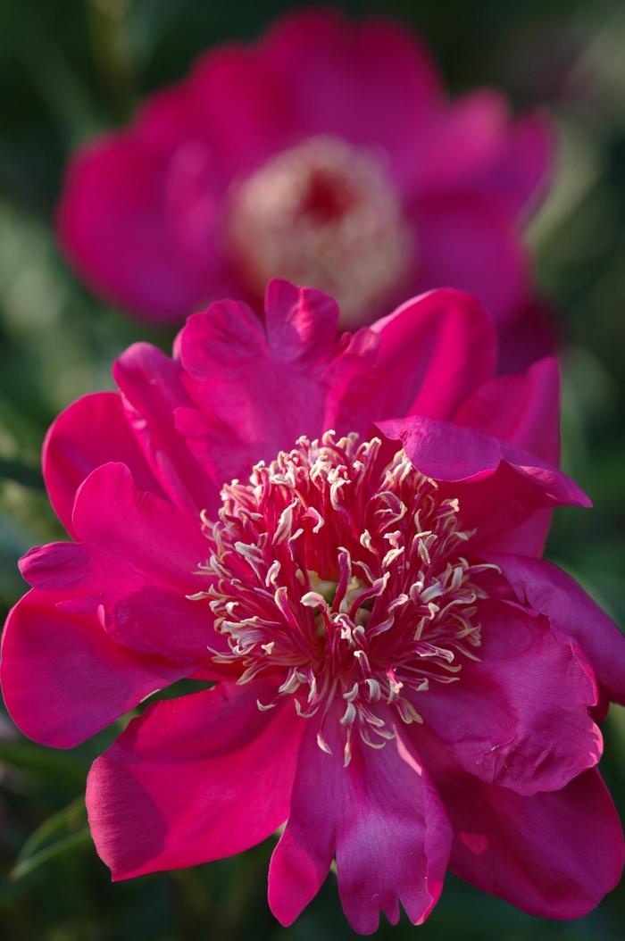 Barrington Belle Peony - LandscapeDirect