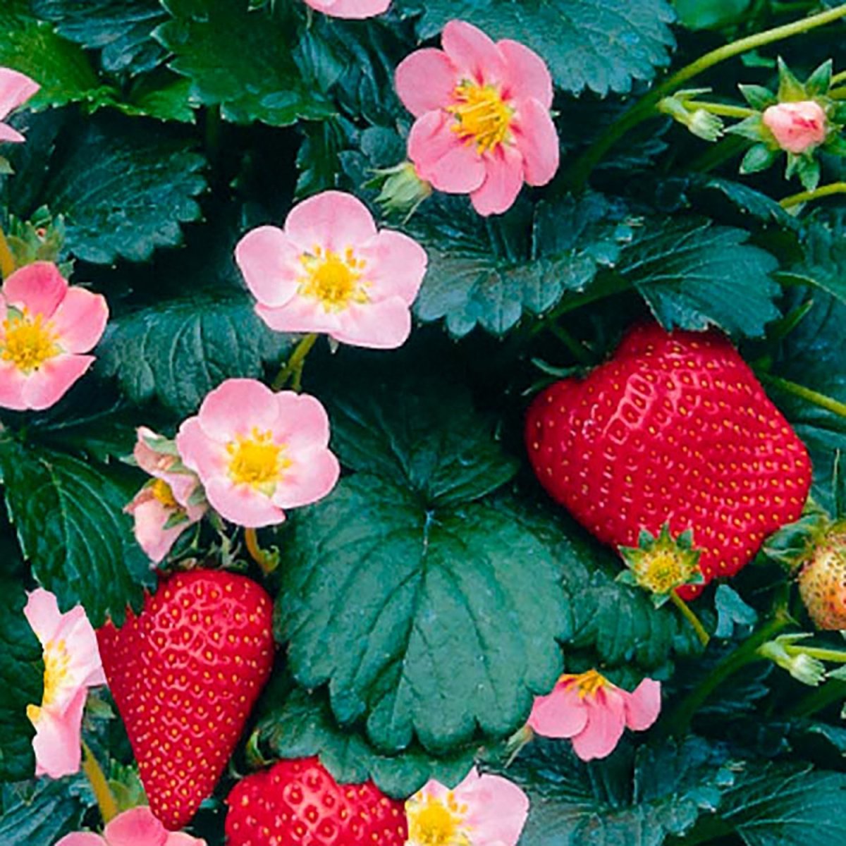 Berries Galore Pink Strawberry - LandscapeDirect