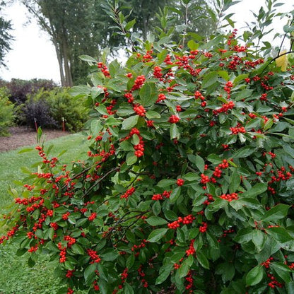 Berry Heavy Winterberry Holly - LandscapeDirect