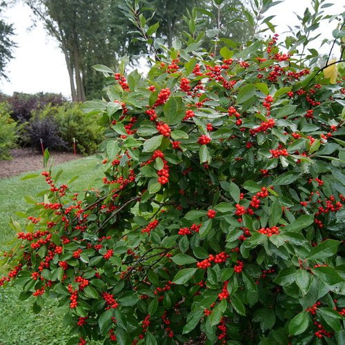 Berry Heavy Winterberry Holly - LandscapeDirect