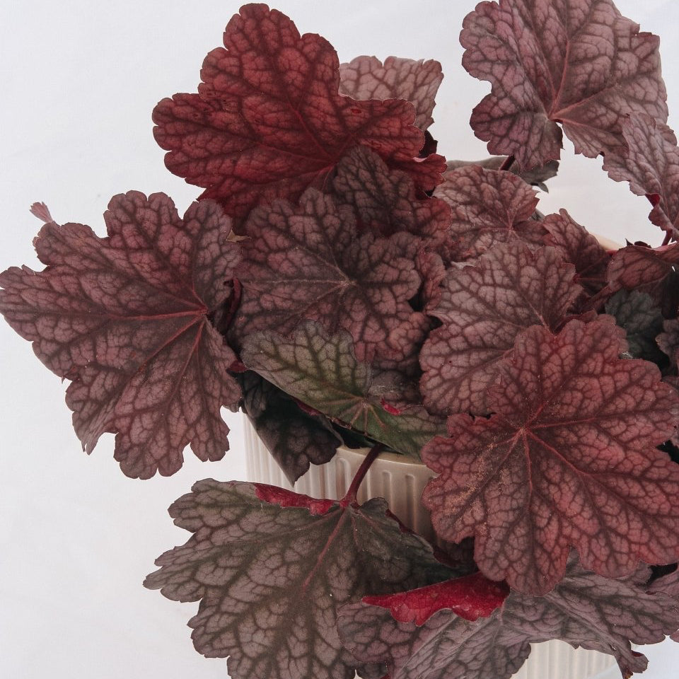 Berry Smoothie Coral Bells - LandscapeDirect