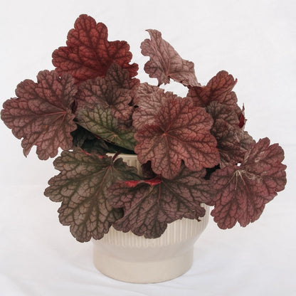 Berry Smoothie Coral Bells - LandscapeDirect