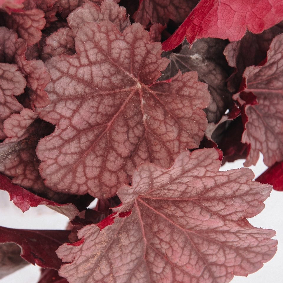 Berry Smoothie Coral Bells - LandscapeDirect
