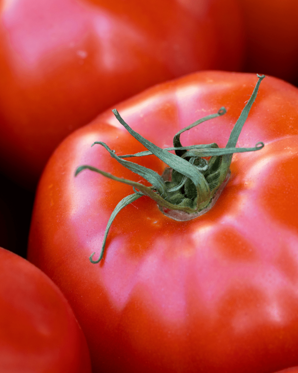 Big Beef Tomato - LandscapeDirect