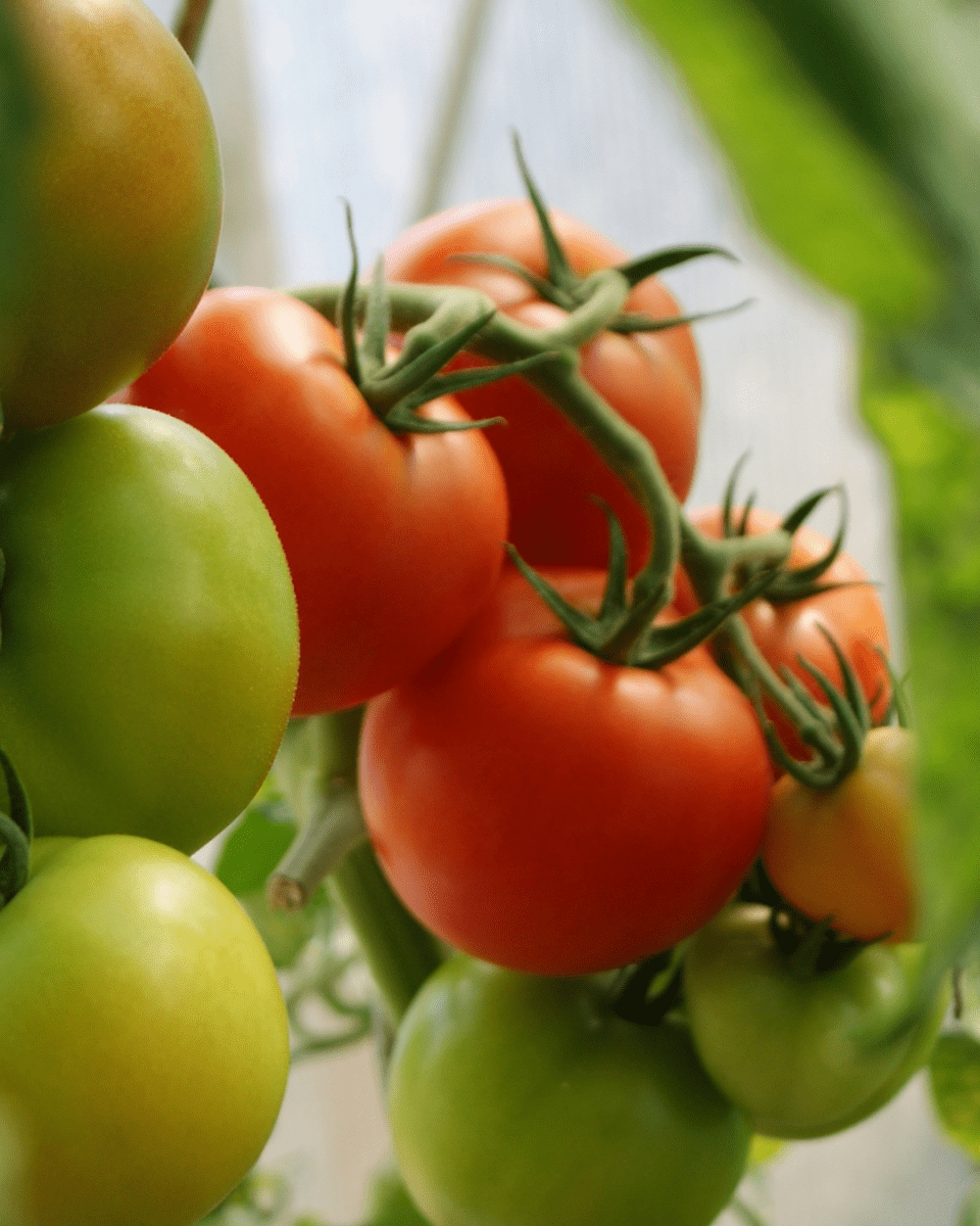 Big Beef Tomato - LandscapeDirect