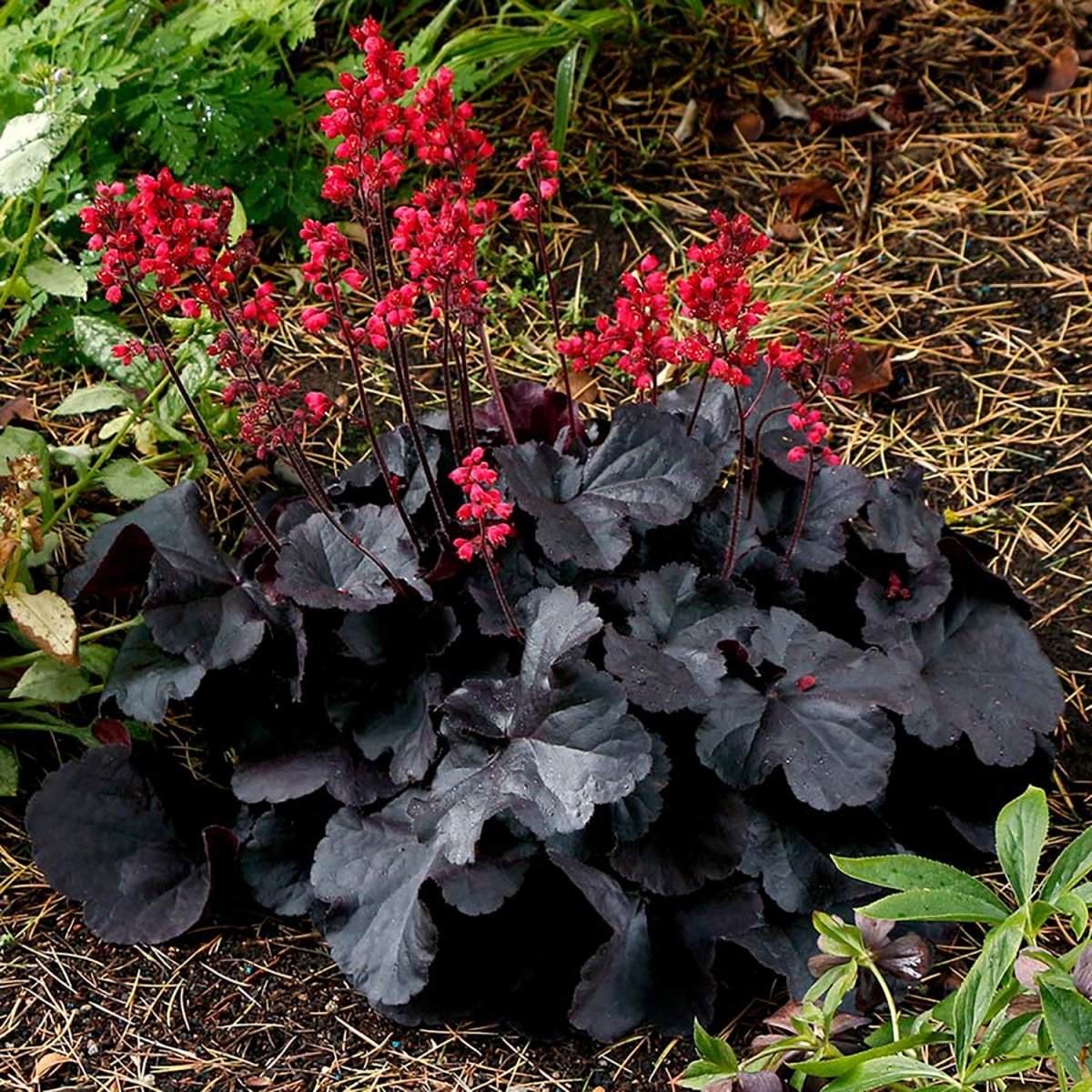 Black Forest Cake Coral Bells - LandscapeDirect