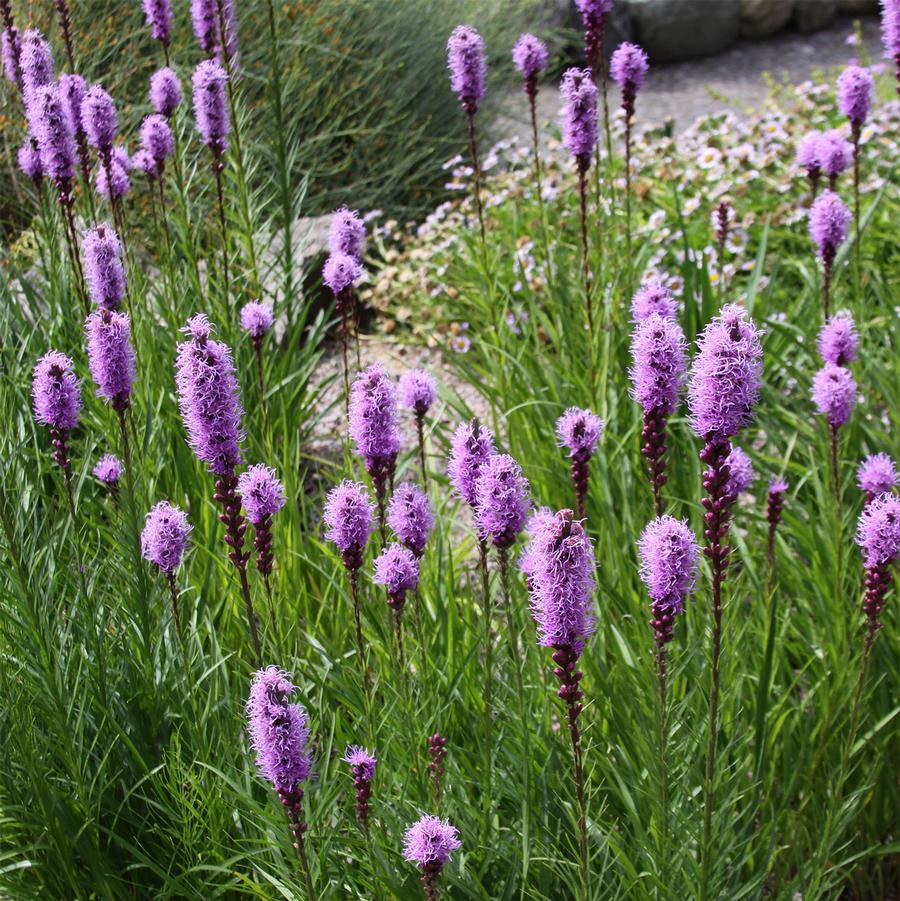 Blazing Star - LandscapeDirect