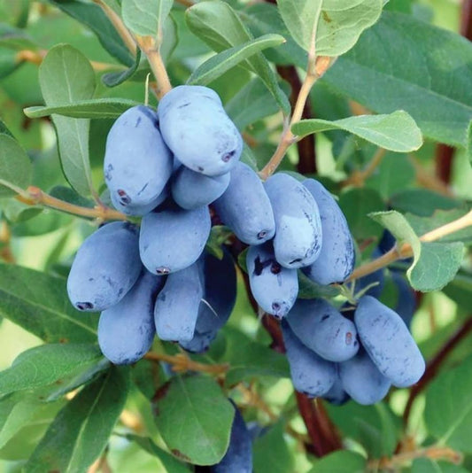 Boreal Blizzard Honeyberry