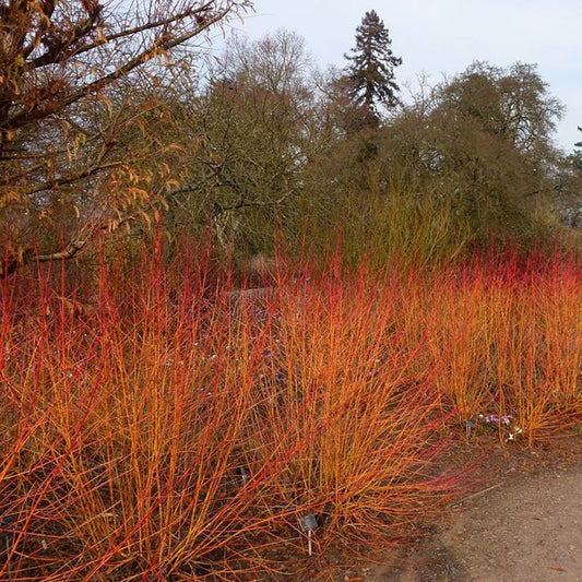 Bloodtwig Dogwood - LandscapeDirect