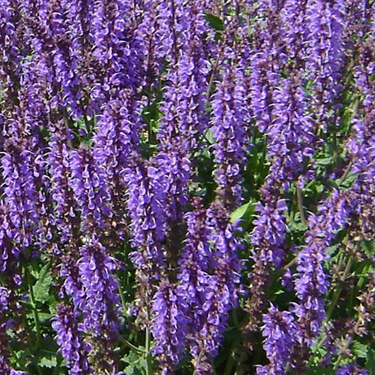 Blue by You Meadow Sage - LandscapeDirect