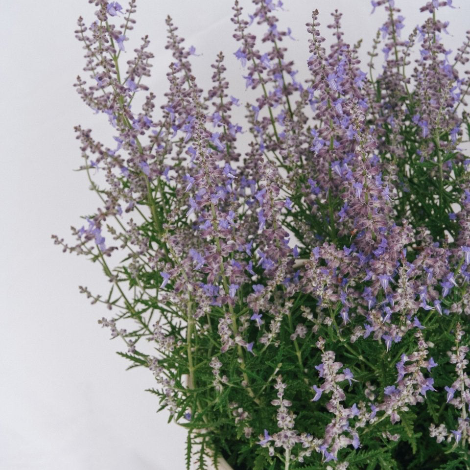 Blue Jean Baby Russian Sage - LandscapeDirect