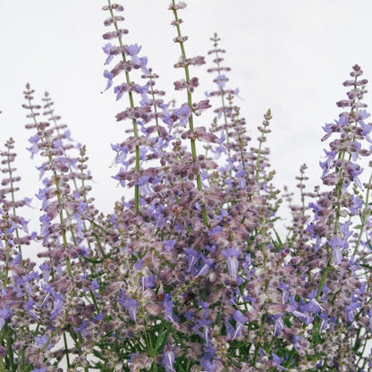 Blue Jean Baby Russian Sage - LandscapeDirect