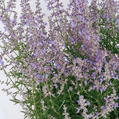 Blue Jean Baby Russian Sage - LandscapeDirect
