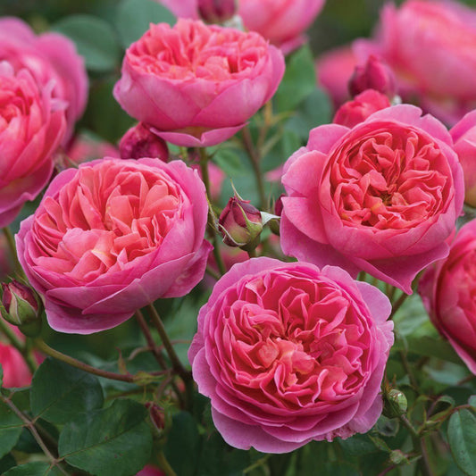 Boscobel English Rose - LandscapeDirect