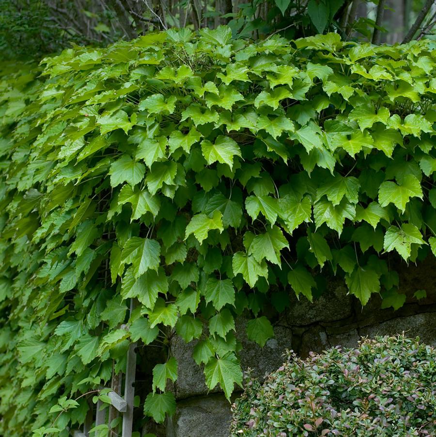 Boston Ivy - LandscapeDirect