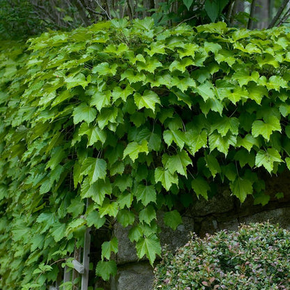 Boston Ivy - LandscapeDirect