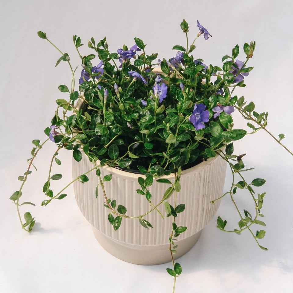 Bowles Periwinkle - LandscapeDirect