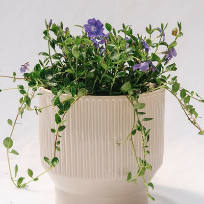 Bowles Periwinkle - LandscapeDirect