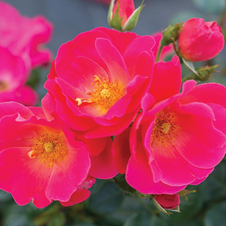 Brick House Pink Floribunda Rose