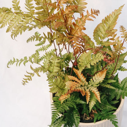 Brilliance Autumn Fern - LandscapeDirect