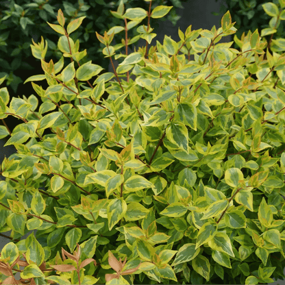 Brilliantina Abelia - LandscapeDirect