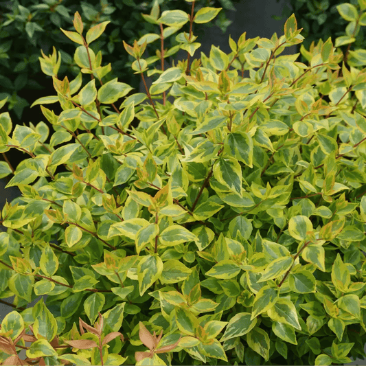 Brilliantina Abelia - LandscapeDirect