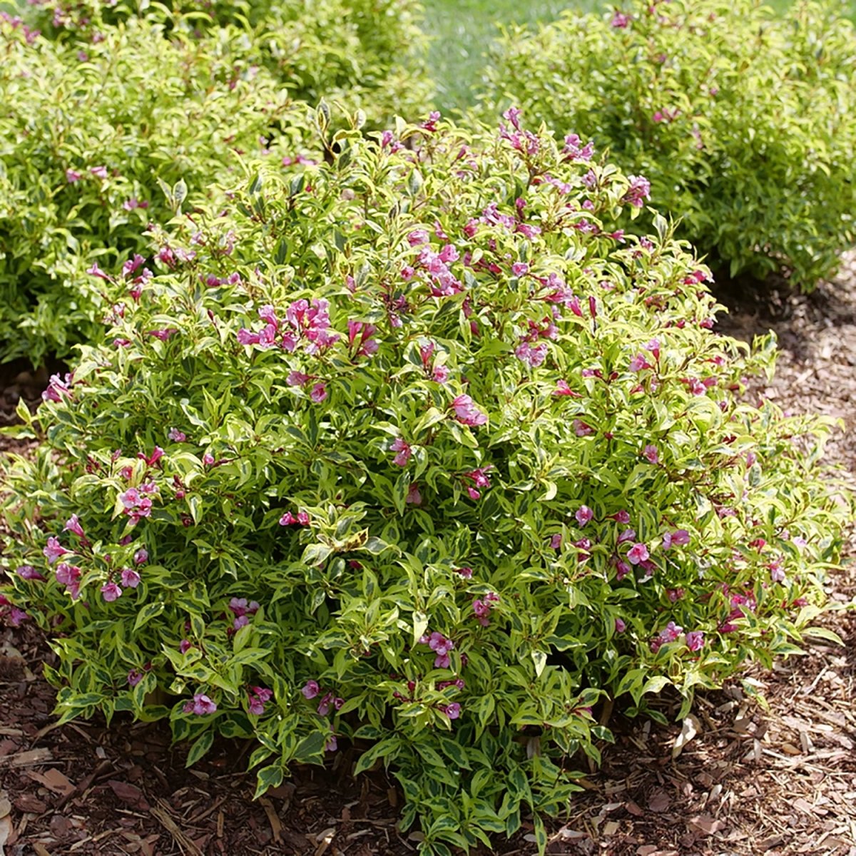 Bubbly Wine Weigela - LandscapeDirect