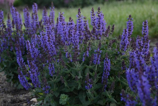 Bumbleblue Meadow Sage - LandscapeDirect