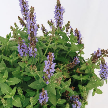 Bumbleblue Sage - LandscapeDirect
