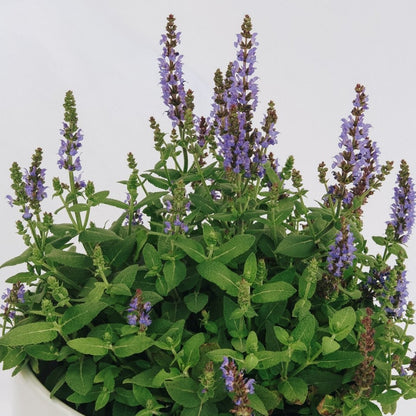 Bumbleblue Sage - LandscapeDirect