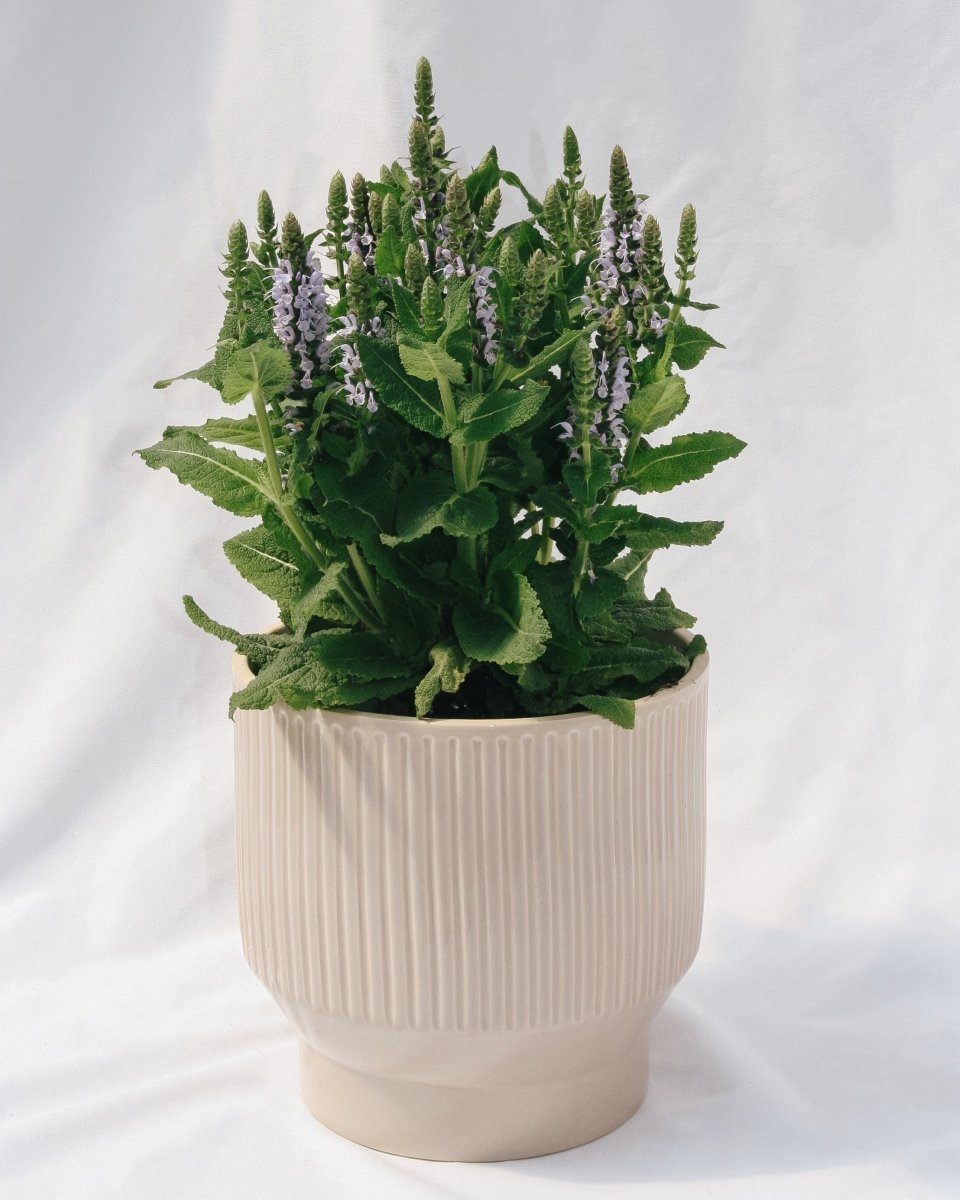 Bumblesky Sage - LandscapeDirect