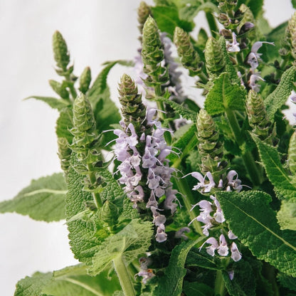 Bumblesky Sage - LandscapeDirect