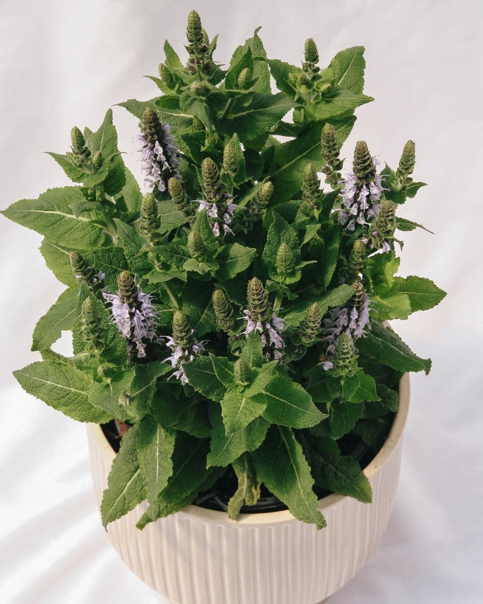 Bumblesky Sage - LandscapeDirect