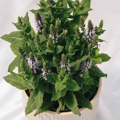 Bumblesky Sage - LandscapeDirect