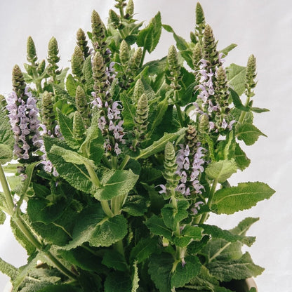 Bumblesky Sage - LandscapeDirect