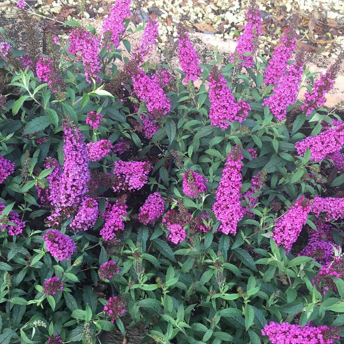 Buzz Hot Raspberry Butterfly Bush - LandscapeDirect