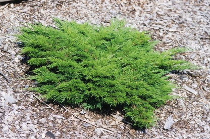 Calgary Carpet Savin Juniper - LandscapeDirect
