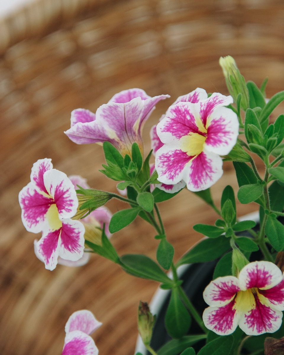Calibrachoa Superbells Holy Cow! - LandscapeDirect