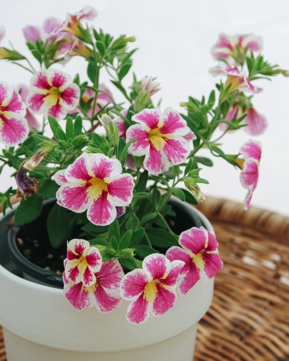 Calibrachoa Superbells Holy Cow! - LandscapeDirect