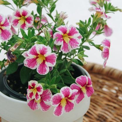 Calibrachoa Superbells Holy Cow! - LandscapeDirect