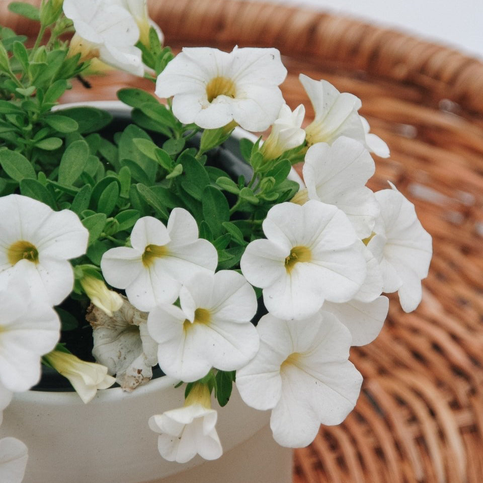 Calibrachoa Superbells White - LandscapeDirect