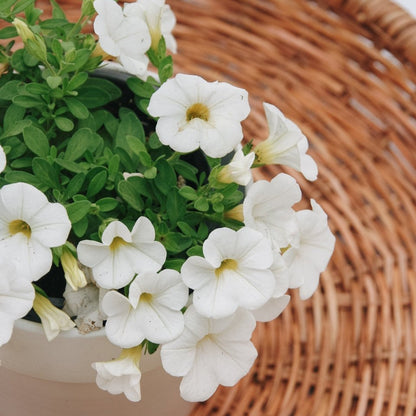 Calibrachoa Superbells White - LandscapeDirect